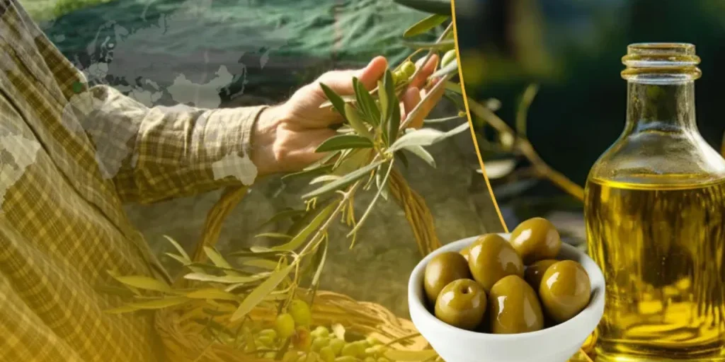 Turchia supera l’Italia come secondo produttore mondiale di olio d’oliva