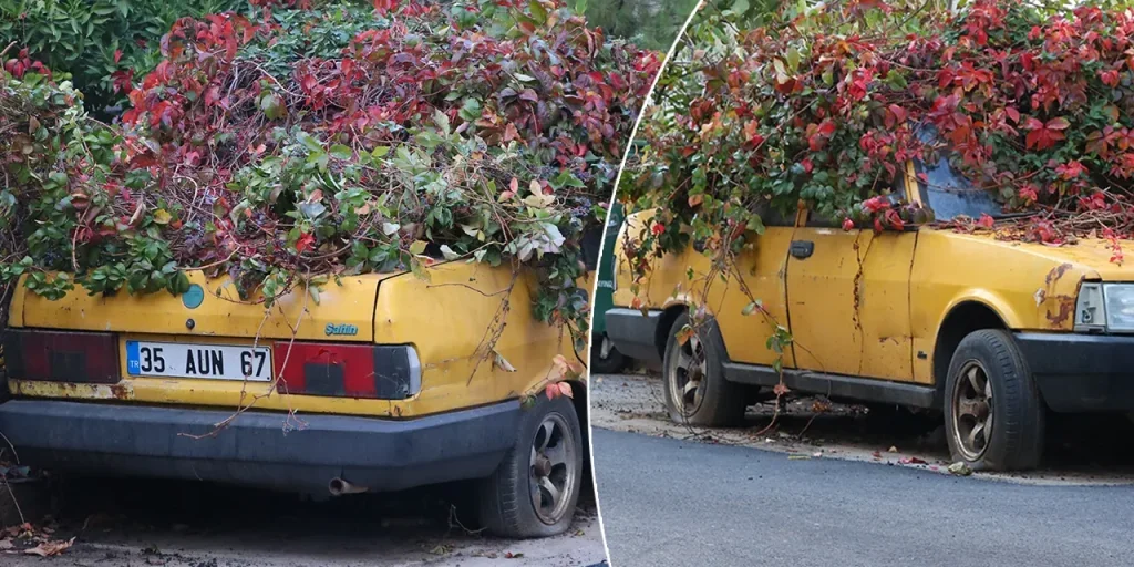 Un'auto abbandonata diventa un giardino selvatico a İzmir