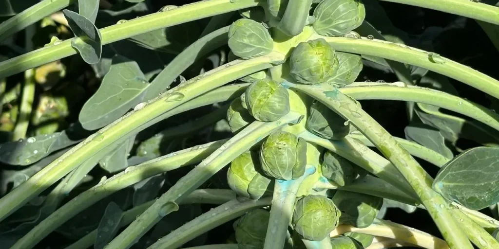 Prezzi del cavolo di Bruxelles a İznik scendono, agricoltori in difficoltà