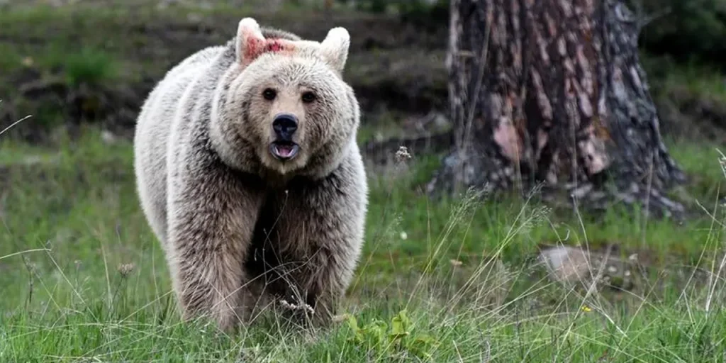 Attacchi di orsi in Giappone aumentano: 13 morti e 230 feriti, governo intensifica la sicurezza