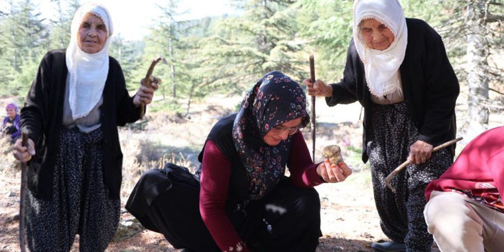 Il fungo Sedir: un tesoro della Turchia molto richiesto sui mercati esteri