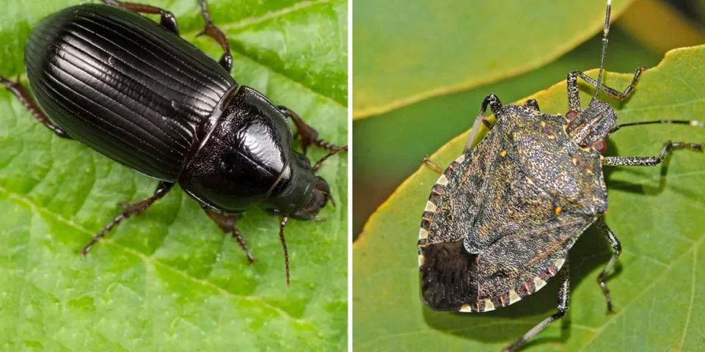 Bruchio del grano: nuovo pericolo per le coltivazioni di cereali a Tekirdağ