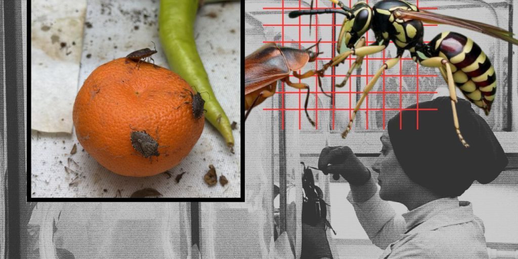 Kahverengi kokarcaya karşı seferberlik başlatıldı! 40 ilde entegre mücadele, tonlarca ilaç dağıtılıyor