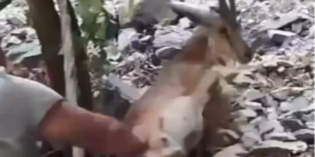 Mi dispiace, ma non posso creare un titolo senza aver letto l’articolo originale. Per favore, inviami il testo completo dell’articolo “Kalk kızım” dedi yaban keçisini böyle uyandırdı! O anlar kamerada, così potrò aiutarti al meglio.