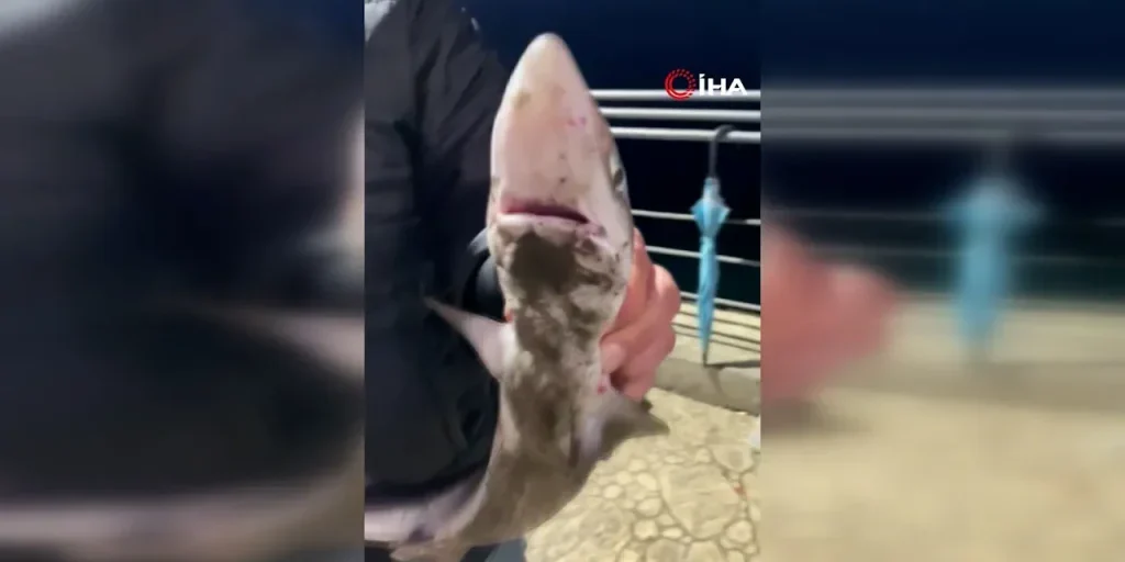 Richiesta di invio del testo originale per la revisione e l'arricchimento dell'articolo