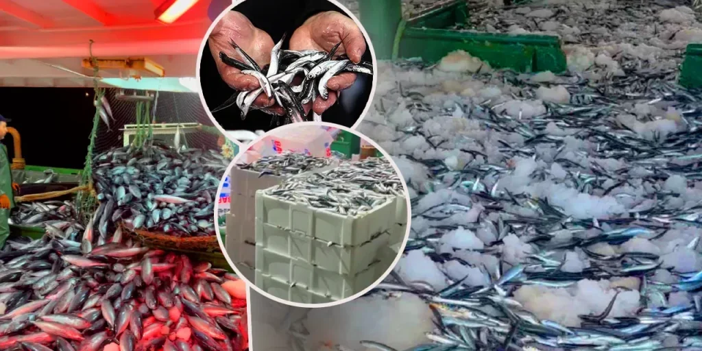 Pescatori si spostano al Mar Nero, aumentando la pressione sulla pesca del sardine