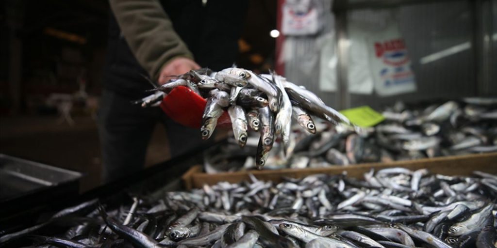 Karadeniz'den hamsi fışkırıyor! Kilosu bakın kaç liraya düştü
