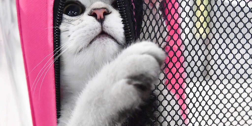 Katze in NRW-Tierheim abgegeben – der Grund macht tieftraurig