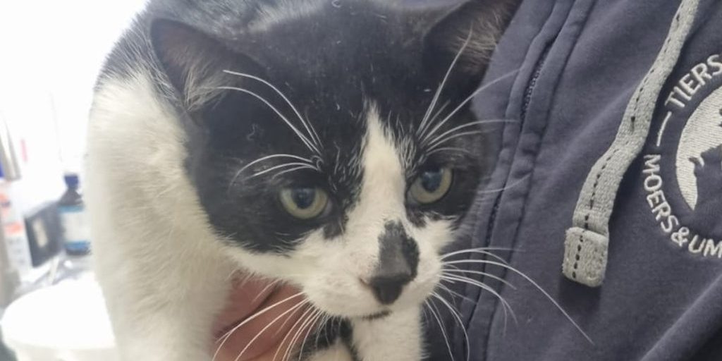 Gatta ritrovata grazie al microchip in un rifugio per animali della Renania Settentrionale-Vestfalia