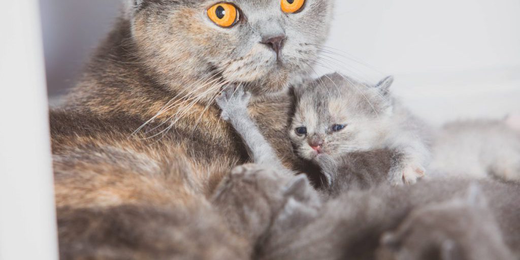 Gatto abbandonato in freddo estremo trovato in piena gestazione al rifugio di Düsseldorf
