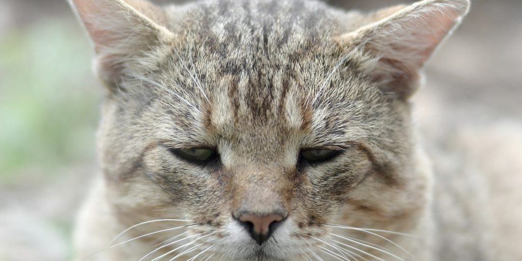 Dortmunder Katze acht Jahre verschwunden – plötzlich passiert es