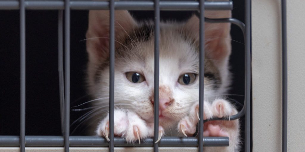 Scoperta di souvenir di origine animale all'aeroporto di Colonia/Bonn: le autorità avviano un'indagine sul commercio di prodotti derivati da animali