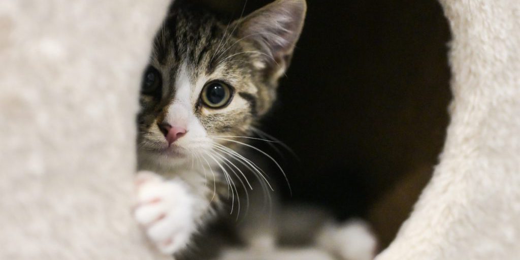 Amira, gatto del rifugio di NRW, trova una casa ma si verifica un imprevisto