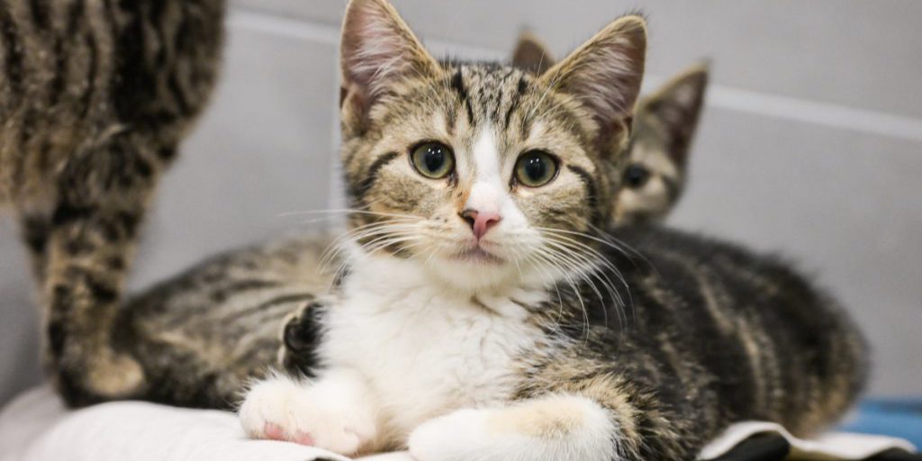 Tierheim-Mitarbeiter aus NRW können es nicht glauben – es geht um 32 Katzen