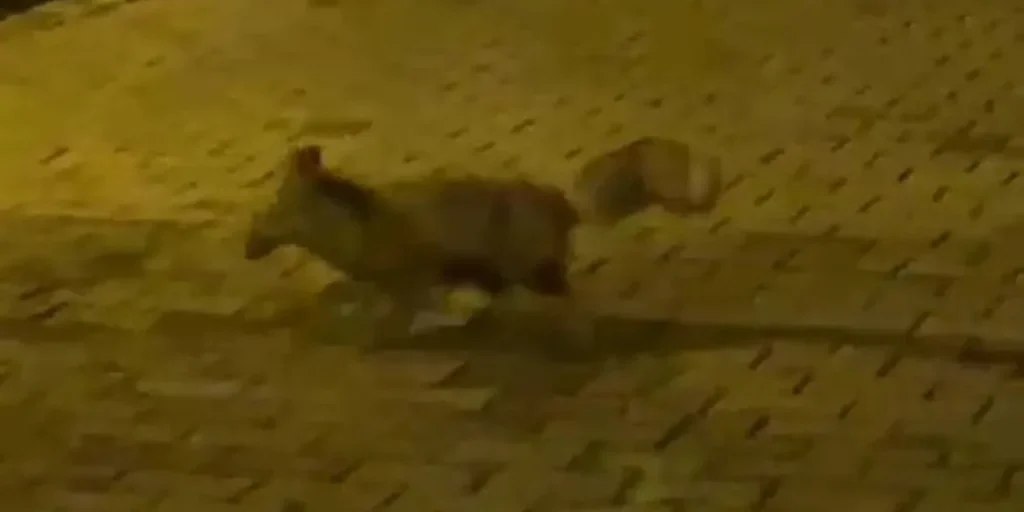 Video: gatto in panico per l'apparizione di un tasso in città