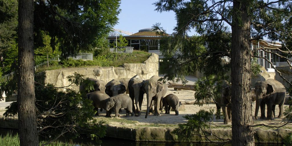 Zoo di Colonia in attesa della nascita di un nuovo elefante
