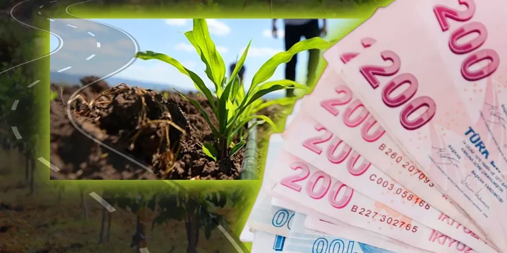 Il prezzo delle noci a Inegol sale a 160 lira al kg