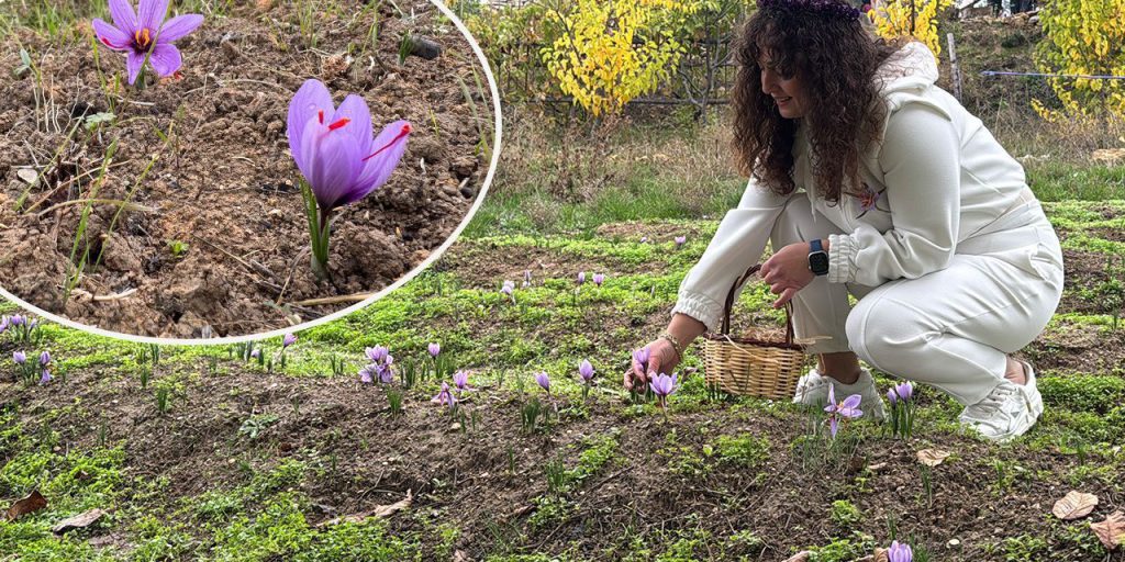 Kilosu 450 binden 650 bin liraya çıktı! Karadeniz'de altın değerinde hasat başladı