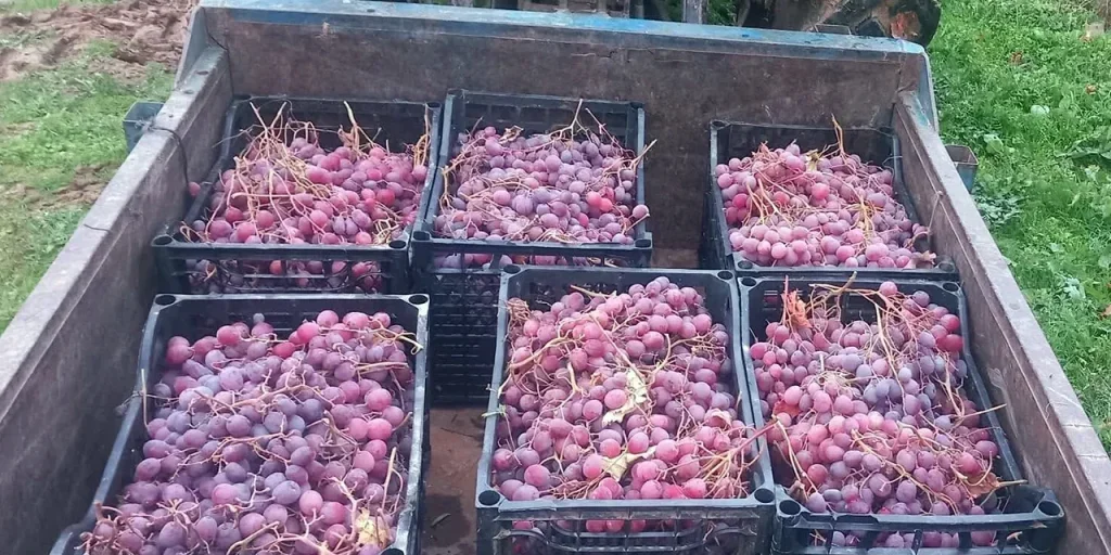 Agricoltore di Sarıgöl vende uve Red Globe a 30 lira al kg e condivide il resto con la comunità