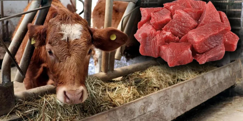Erzurum: progetto pilota di inseminazione selezionata per aumentare la produzione di carne rossa
