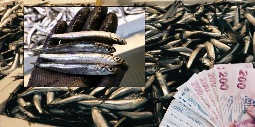 Prezzi del pesce in aumento con l'arrivo dell'inverno: cosa aspettarsi nei mercati di pesce