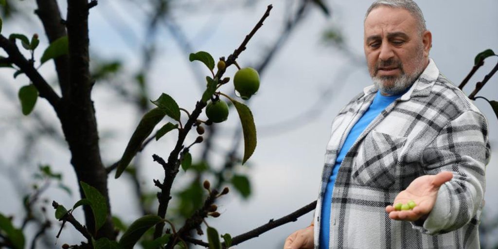 Kışa yaklaşılırken şaşırtan görüntü! Erik ağaçları meyve verdi