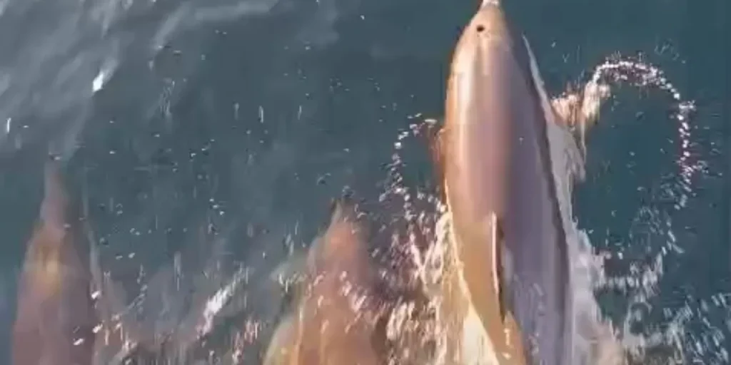 Assistenza: Mancata Ricezione dell'Articolo Richiesto