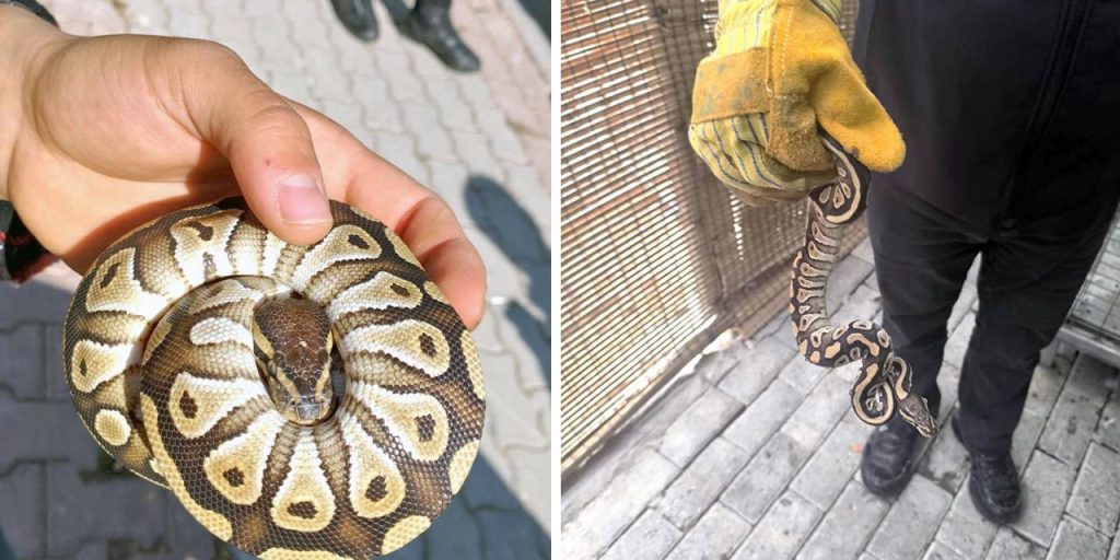 Konya'da akılalmaz olay! Durdurulan şahsın cebinden yavru piton çıktı, polisler bile şaşırdı