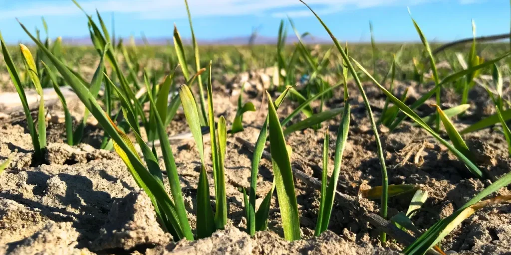 Pioggia diminuita del 44 % nella pianura di Konya