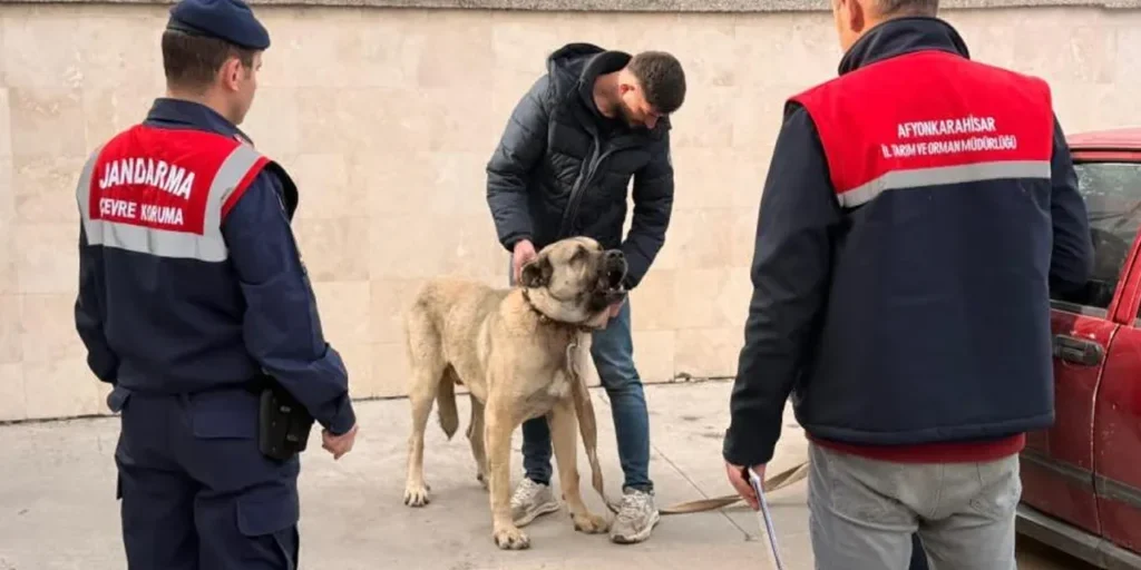 12 persone arrestate per lottate di cani a Afyonkarahisar