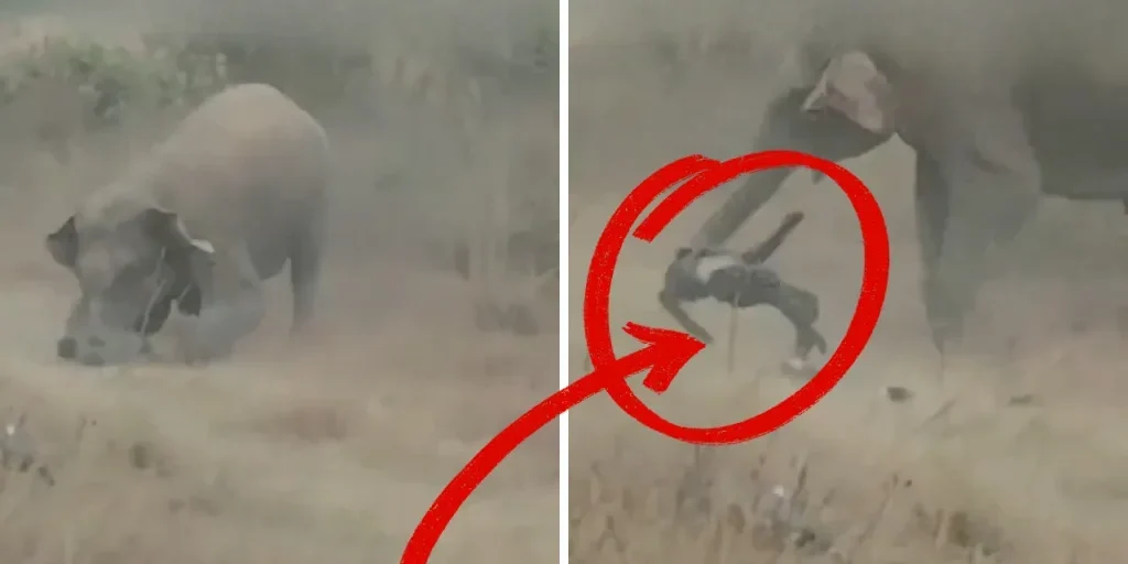 Elefanti attaccano villaggio in Jharkhand: 4 morti, 42 animali coinvolti