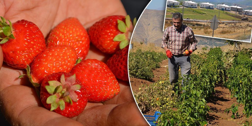 Köylerine döndüler, yetişmeyen ürünler yetişti: Muş'ta terörsüz bölgeler ihya oluyor