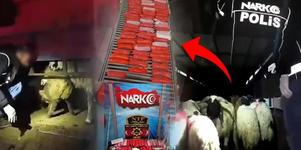 Siirt: 54,6 kg di droga trovata negli animali da allevamento