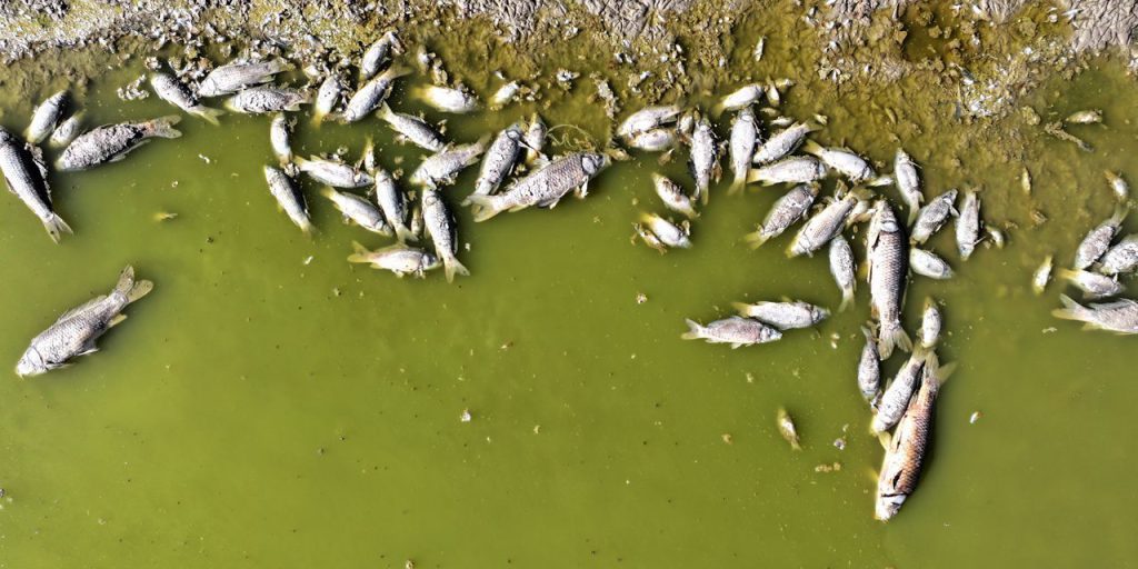 Kuraklık Kayseri'yi vurdu: Göletteki sular çekildi, balıklar kıyılara vurdu!