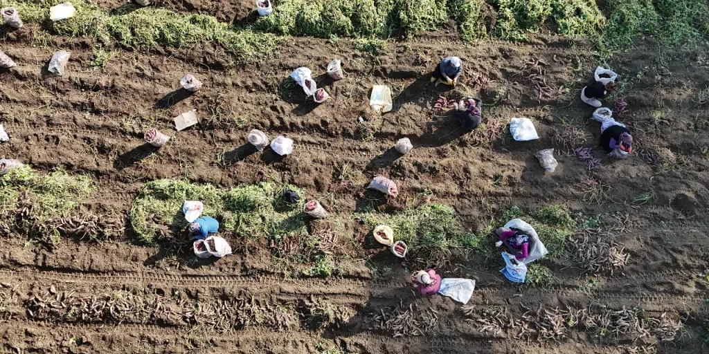 Raccolta di patate dolci a Hatay terminata: resa dimezzata per siccità, prezzi al mercato più alti