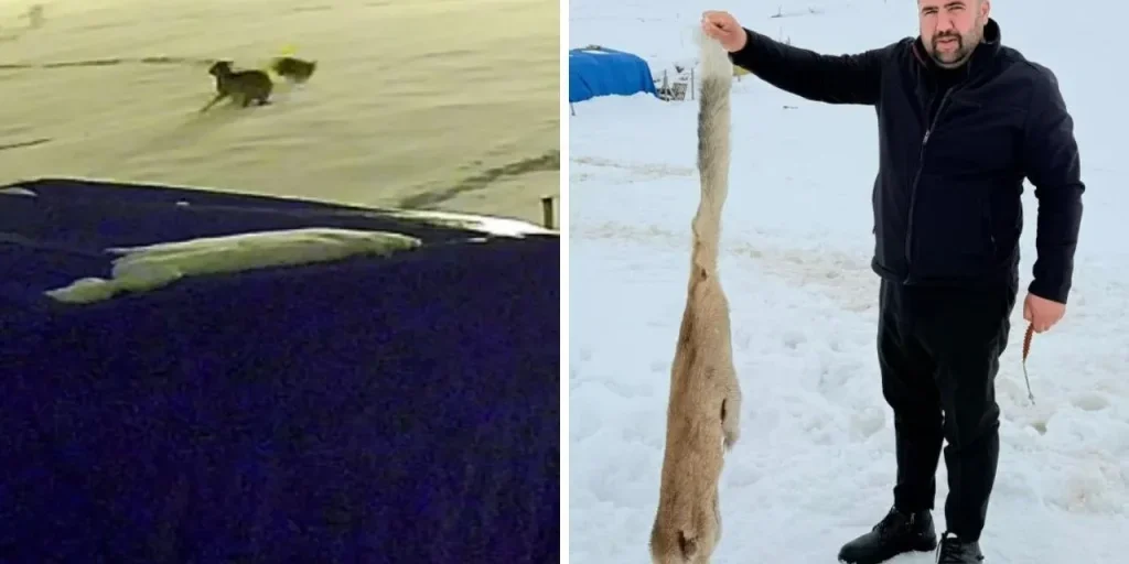 Sei lupi attaccano cane in fattoria a Sivas: rimane solo il palo