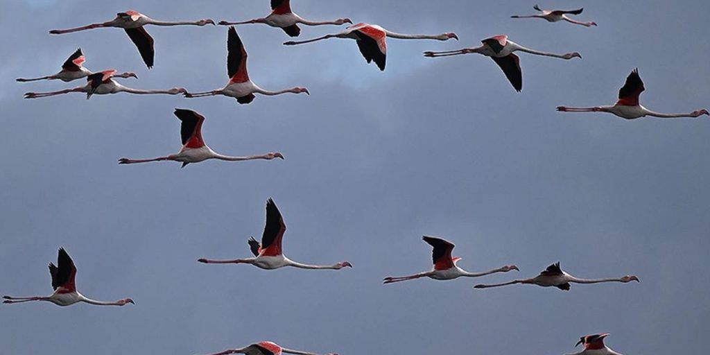 Kuşlar göç etmeyi bıraktı, doğa alarm veriyor! İnsanlık için büyük tehlike
