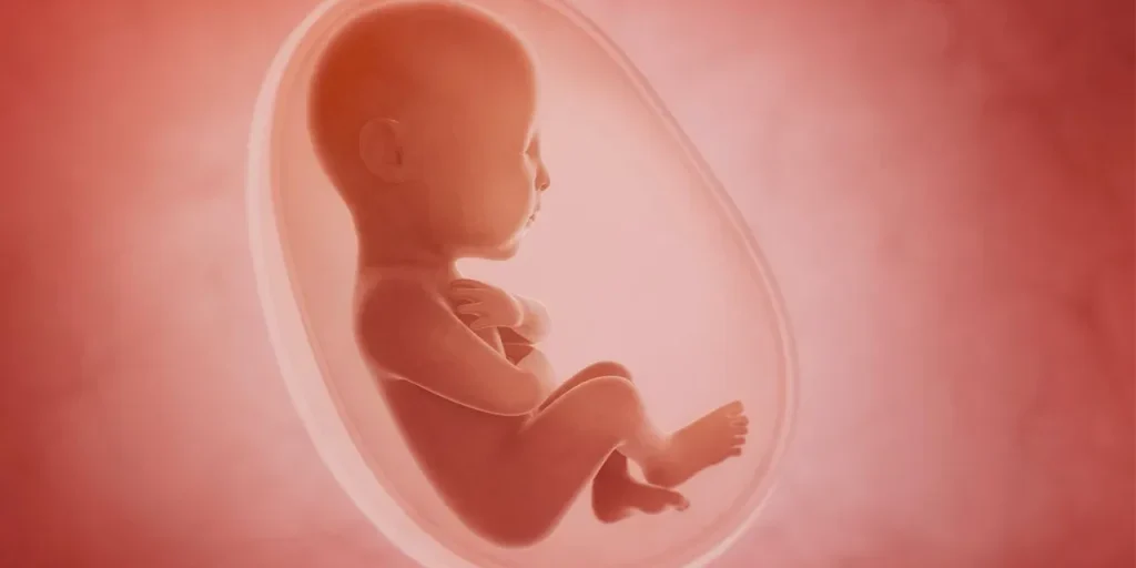 Embrioni umani crescono con successo in un rivestimento artificiale di utero sviluppato in laboratorio