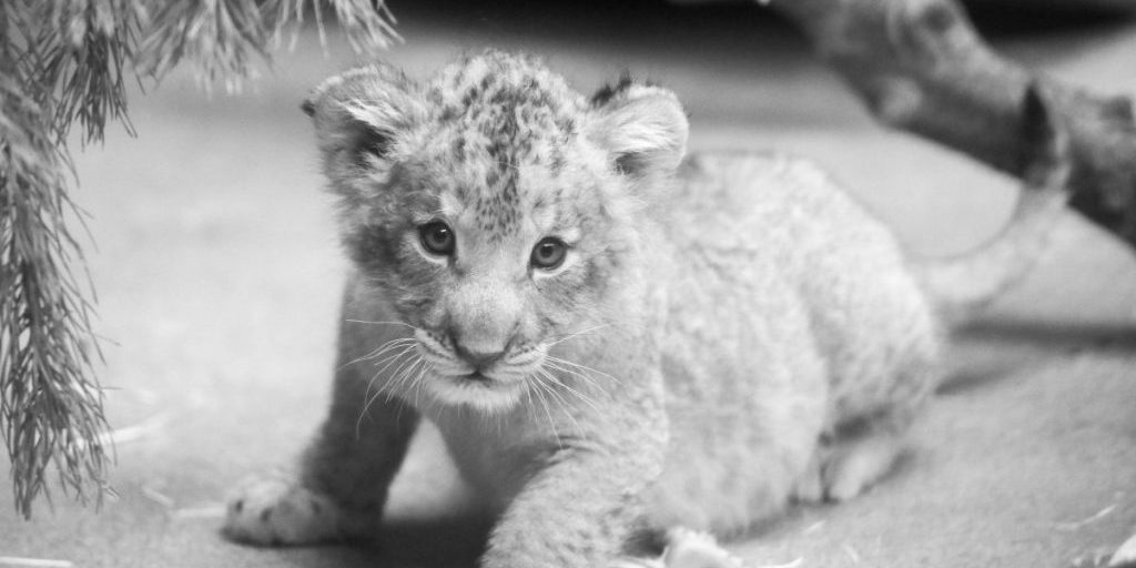 Colonia Zoo: un altro cucciolo di leone muore subito dopo la nascita