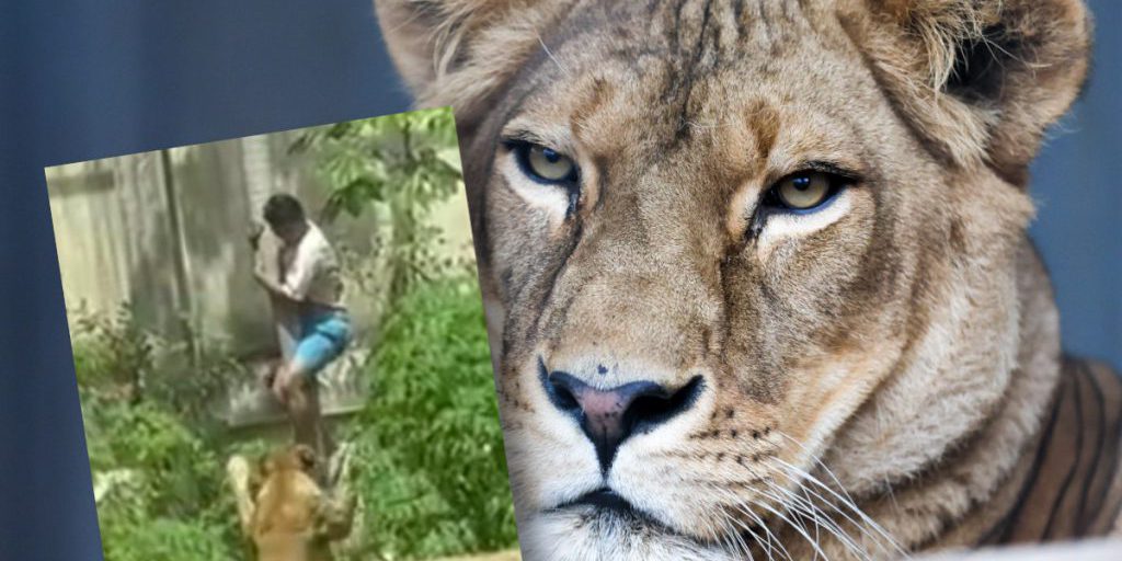 19enne ucciso da leoparda in zoo brasiliano dopo aver salito sul recinto