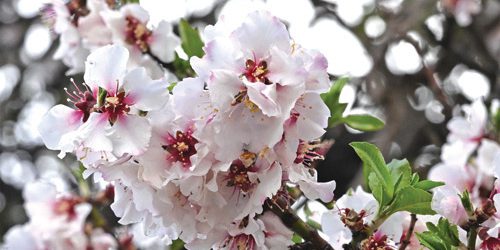 Fiori di mandorla colorano le colline di Asir in inverno