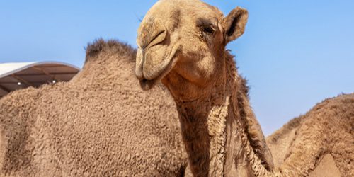 I suoni dei cammelli: la lingua naturale del patrimonio desertico saudita