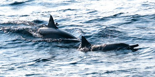 Delfini si avvicinano alle spiagge delle isole di Lieth