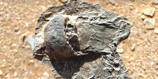Fossili rari di carcinoma del corno di cavallo risalenti a 465 milioni di anni scoperti a Al‑Ula