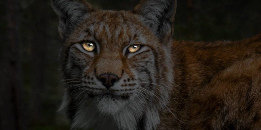 Predatore reintrodotto in Nord Reno-Westfalia dopo quasi 300 anni