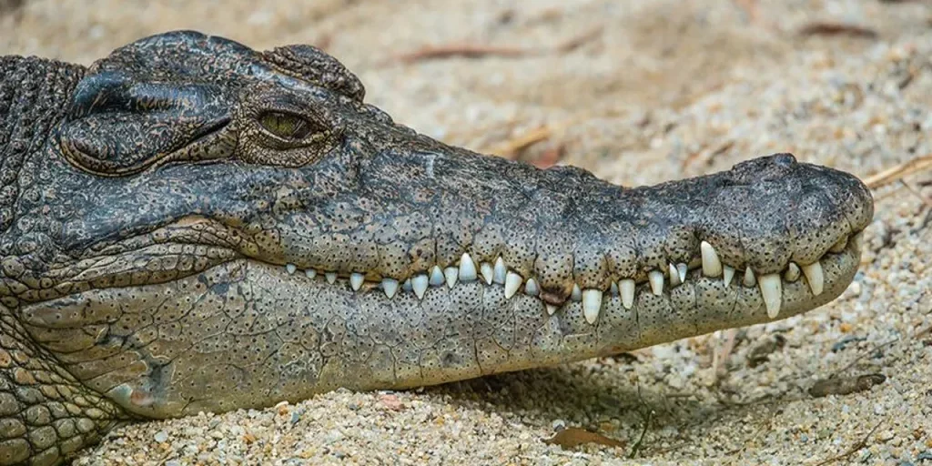 Coccodrilli in Mozambico: due morti e tre feriti dopo inondazioni