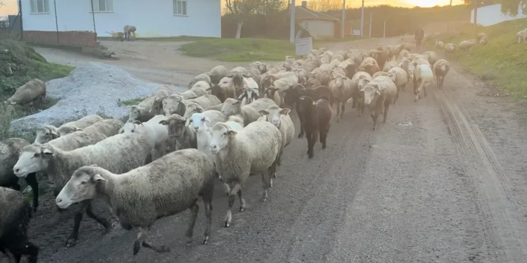 Edirne: difficoltà a trovare pastori nonostante salari di 50.000 lira mensili