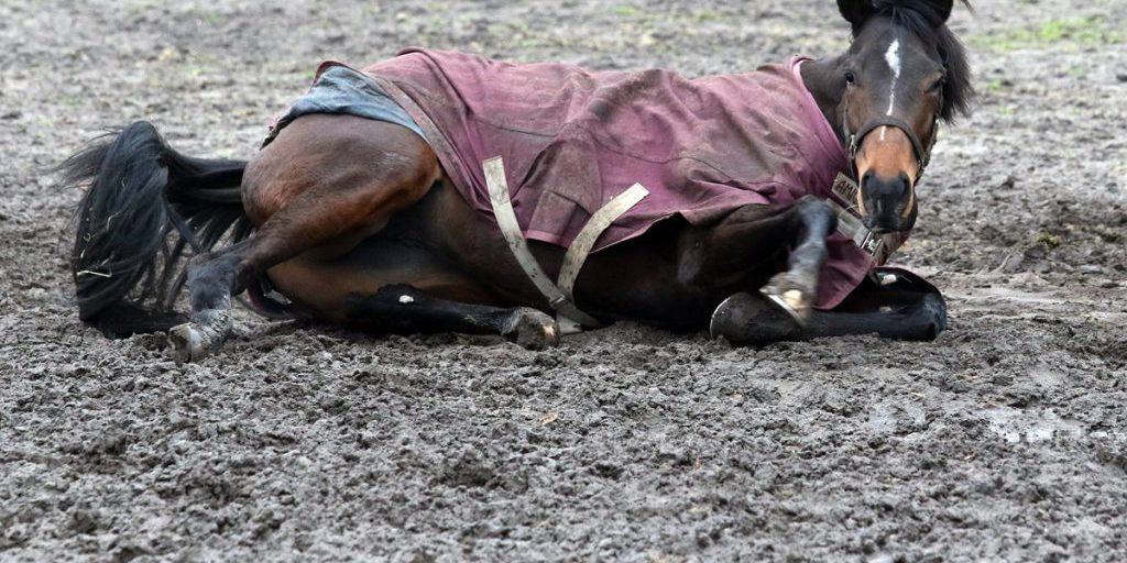 Avvelenamento di cavalli a Mülheim: la bambina Melia perde il pony poco prima di Natale