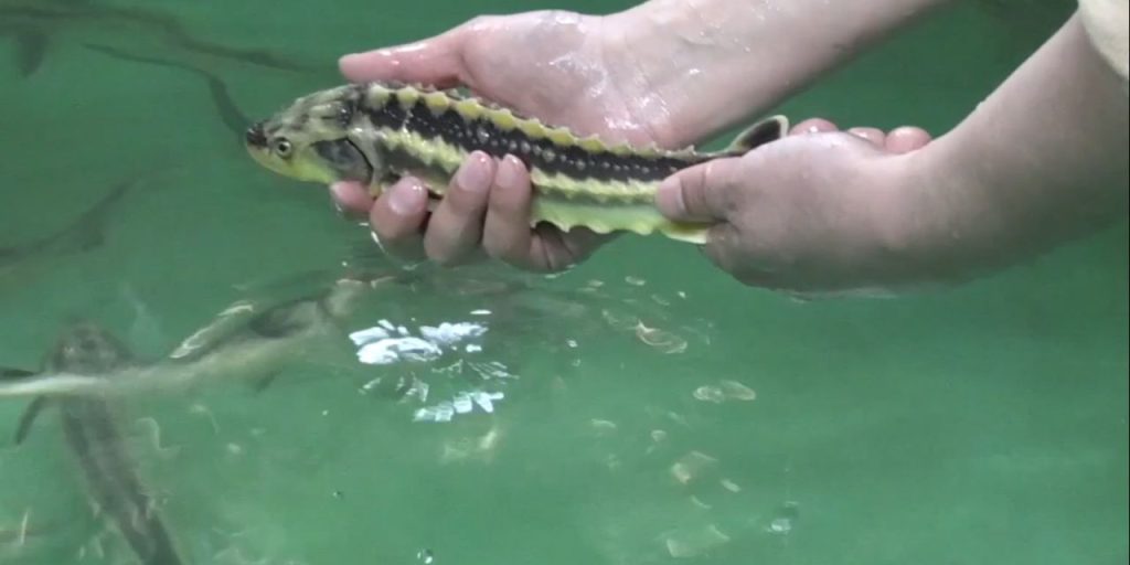 Nesli tükenmekte olan Mersin balığı için 4 ülke seferber oldu!