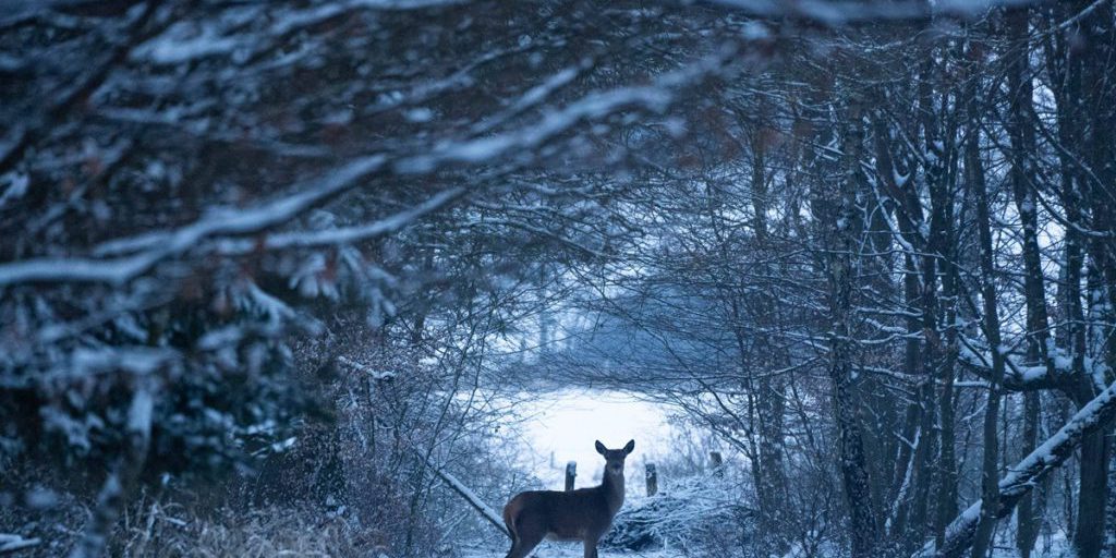 Tragedia in caccia a Warburg: 23enne ucciso